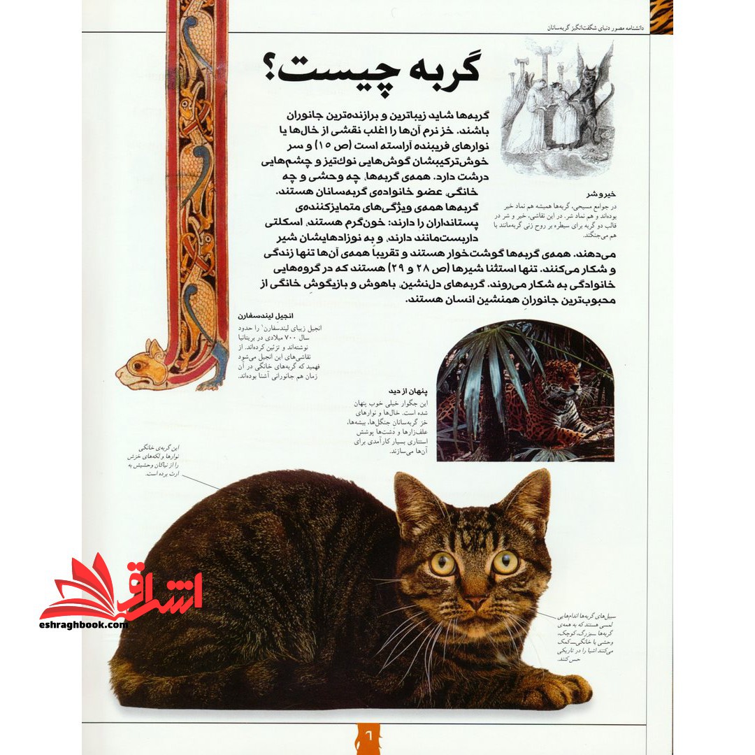 دانشنامه مصور دنیای شگفت انگیز گربه سانان