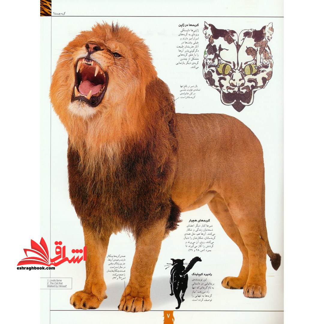 دانشنامه مصور دنیای شگفت انگیز گربه سانان