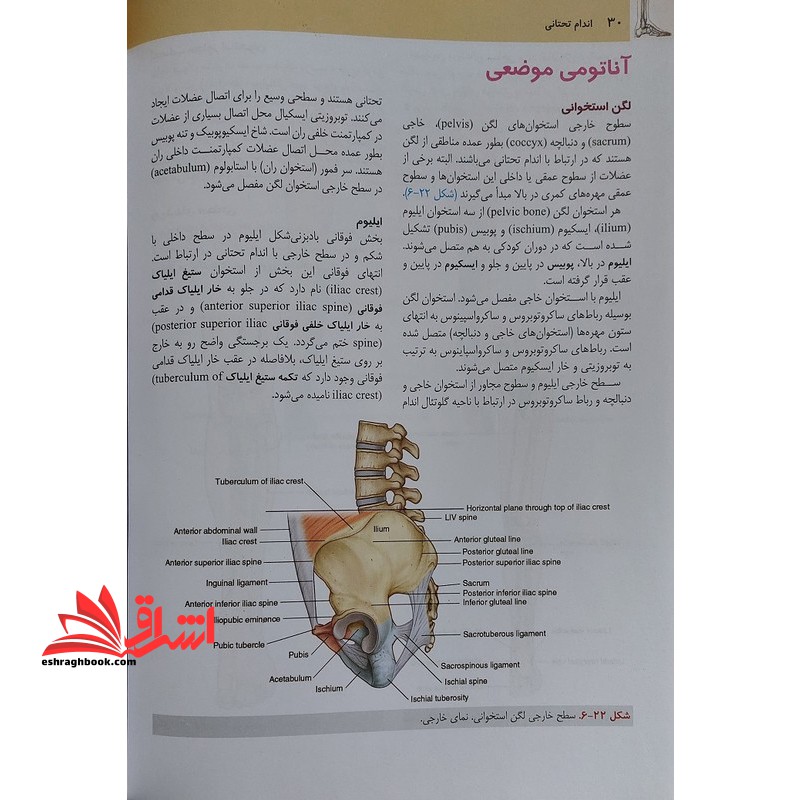 آناتومی گری ۲۰۲۴ برای دانشجویان جلد ۲: اندام GRAY'S ۲۰۲۰