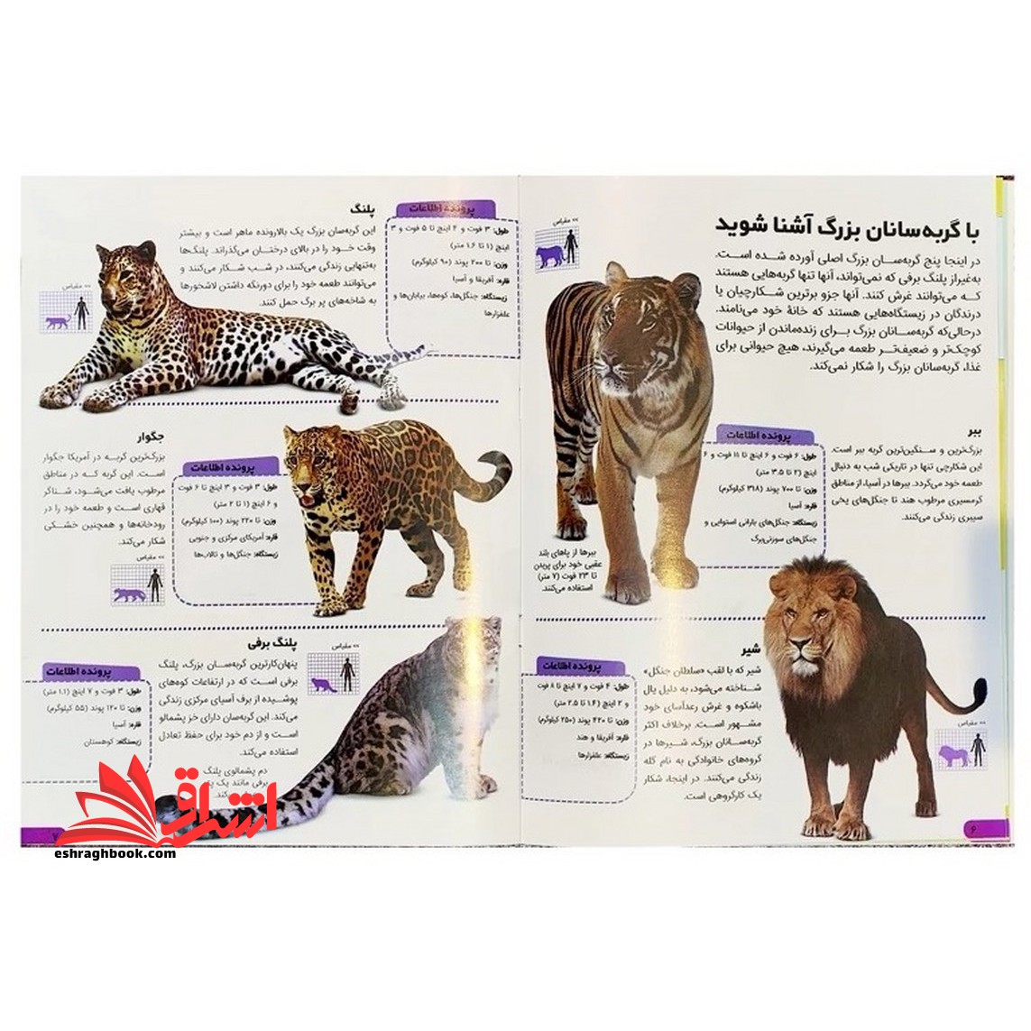 دانستنی های شگفت انگیزی از گربه سانان